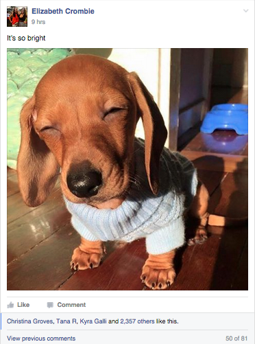 Facebook-Cool-Dog-Group