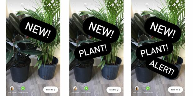 progression plant photos