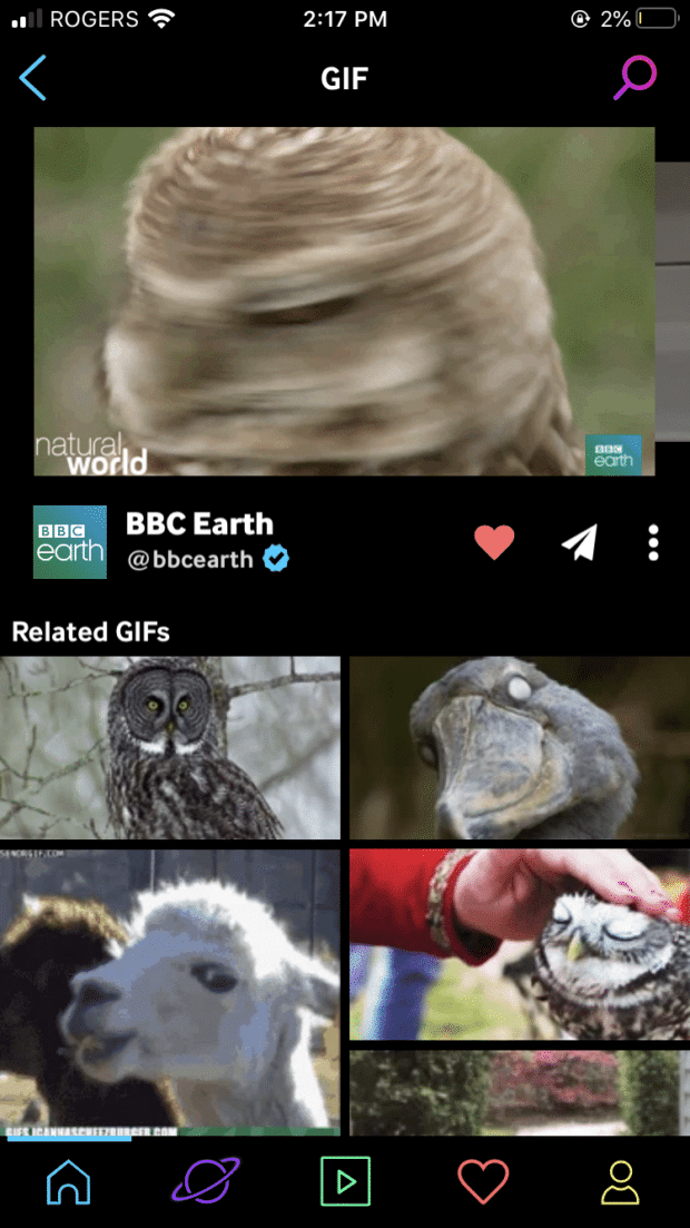 BBC Earth owl gifs