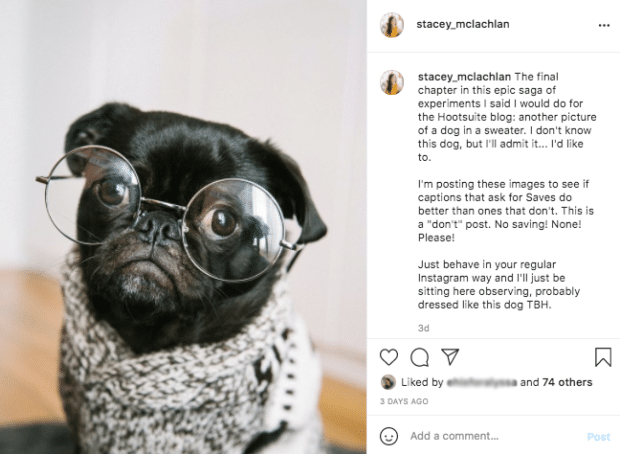 dog in sweater non-save photo