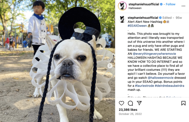 dog in halloween costume