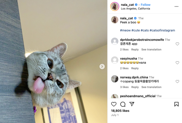 Nala Cat peek a boo