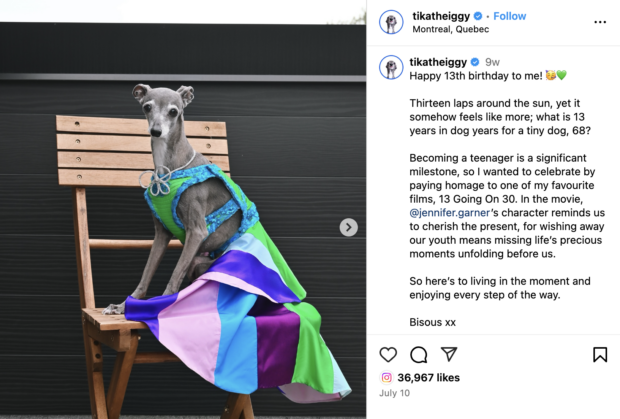 Tika the Iggy Happy 13th birthday