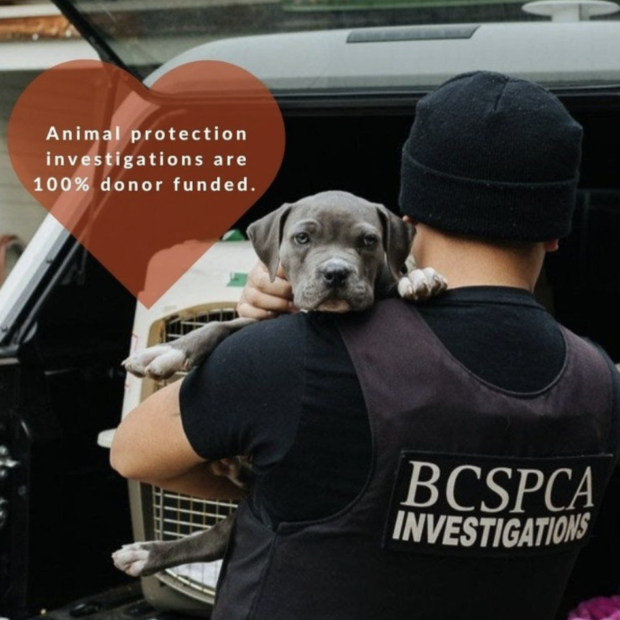 BC SPCA animal protection investigations are 100 percent donor funded